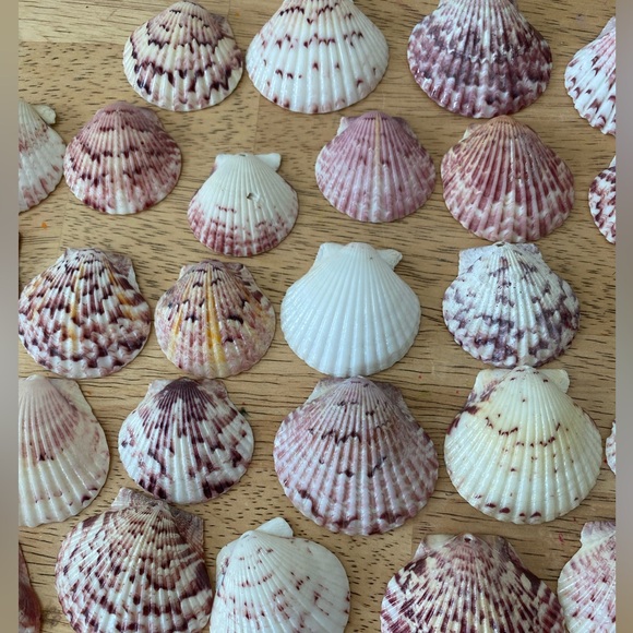 Calico scallop seashells - Picture 6 of 6